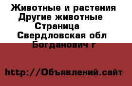 Животные и растения Другие животные - Страница 3 . Свердловская обл.,Богданович г.